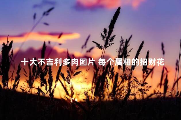 十大不吉利多肉图片 每个属相的招财花